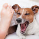 crowdfunding hund