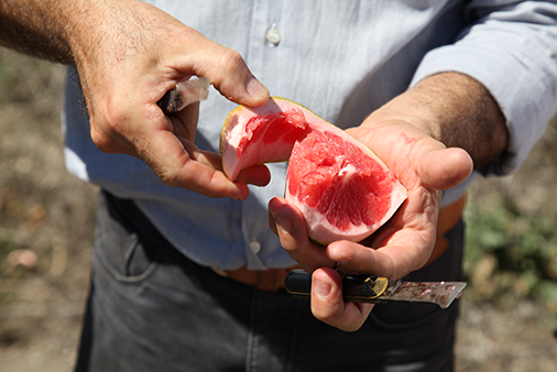 Wonderfuldrinks Teaser Grapefruit – CONDA